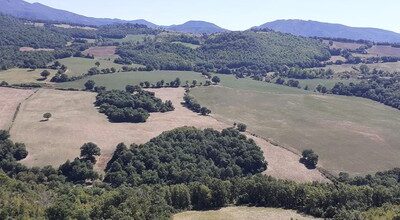 BANDO PER CONCESSIONE PLURIENNALE TERRENI POGGIO ROSSO E FUNGAIA