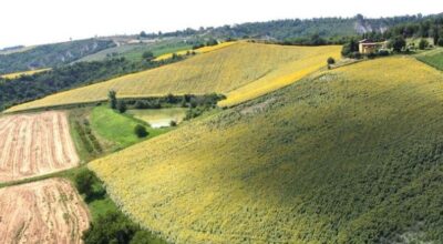 AVVISO PUBBLICO PER L’AFFIDAMENTO IN REGIME DI CONCESSIONE DI ALCUNI LOTTI DI TERRENI APPARTENENTI AL PATRIMONIO AGRICOLO FORESTALE REGIONALE.